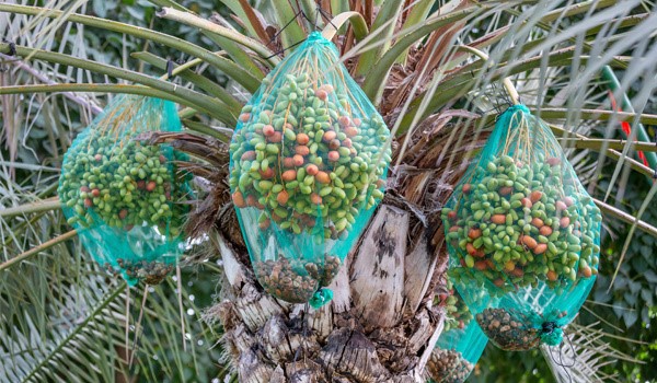 date palm bag date palm bag